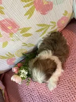 Snuggles, a female Maltese and Shih Tzu for sale in Maynard, MN – 3 of 7