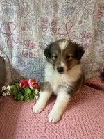 Chazzy, a female Shetland Sheepdog for sale in Maynard, MN – 4 of 6