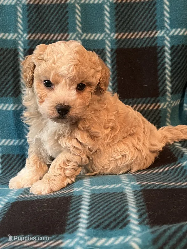 Teddy Bear – Shihpoo puppy for sale in Maynard, MN