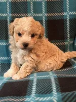 Teddy Bear, a male Shihpoo for sale in Maynard, MN – 1 of 3