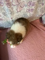 Rosia , a female Shetland Sheepdog for sale in Maynard, MN – 3 of 9