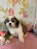 Snuggles, a female Maltese and Shih Tzu for sale in Maynard, MN – 6 of 7