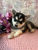 Skylar, a female Alaskan Klee Kai for sale in Maynard, MN – 6 of 10