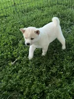 White Rose, a female Shiba Inu for sale in Maynard, MN – 2 of 6