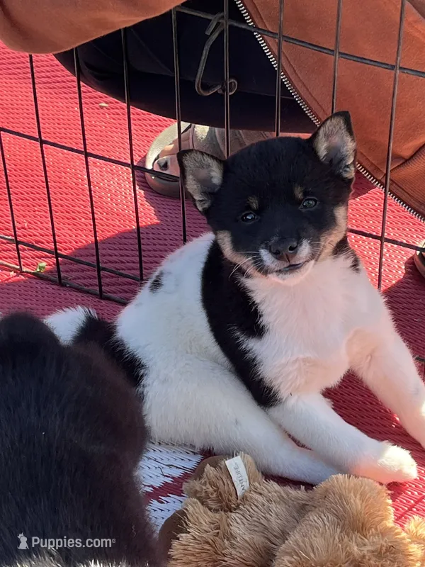 Oreo – Shiba Inu puppy for sale in Maynard, MN