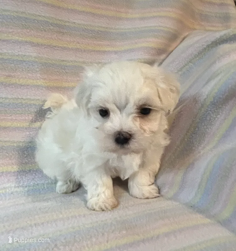 Bella – Maltese puppy for sale in Maynard, MN