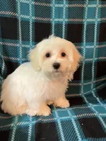 Astro, a male Maltese and Mal Shi for sale in Maynard, MN – 4 of 8