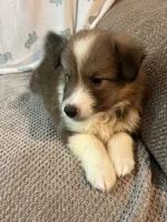 Riko, a male Shetland Sheepdog for sale in Maynard, MN – 2 of 7