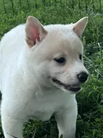 Ollie, a male Shiba Inu for sale in Maynard, MN – 2 of 6