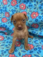 Dolly, a female Miniature Pinscher for sale in Maynard, MN – 2 of 4