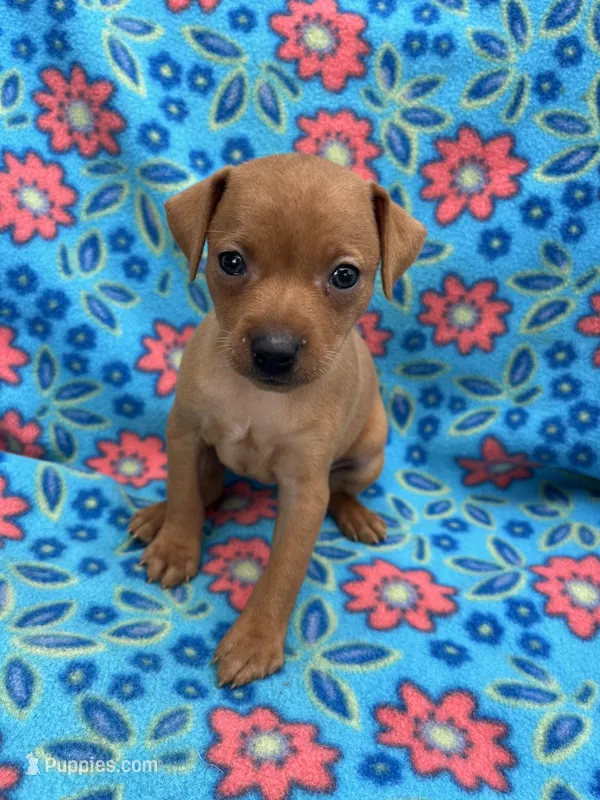 Daisey – Miniature Pinscher puppy for sale in Maynard, MN