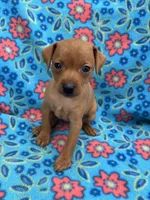 Daisey, a female Miniature Pinscher for sale in Maynard, MN – 1 of 6