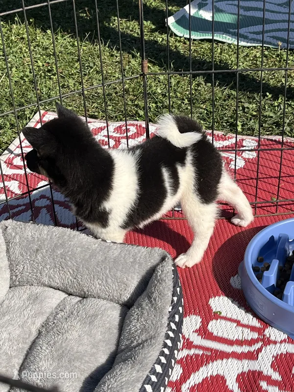Oreo – Shiba Inu puppy for sale in Maynard, MN