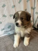 Riko, a male Shetland Sheepdog for sale in Maynard, MN – 7 of 7