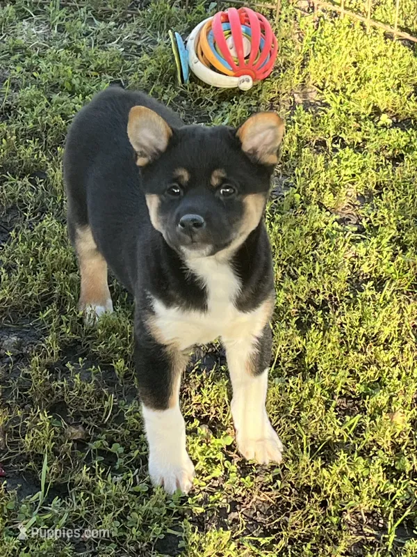 Buddy – Shiba Inu puppy for sale in Maynard, MN