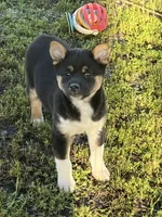 Buddy, a male Shiba Inu for sale in Maynard, MN – 3 of 3