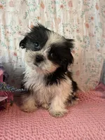 Cookie, a female Maltese and Mal Shi for sale in Maynard, MN – 1 of 4