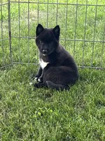 Onyx , a female American Eskimo and Shiba Inu for sale in Maynard, MN – 6 of 6