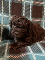 Sammy, a male Shihpoo for sale in Maynard, MN – 5 of 5