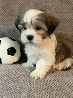 Buddy, a male Maltese and Shih Tzu for sale in Maynard, MN – 9 of 9