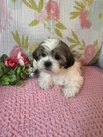 Mazie, a female Maltese and Shih Tzu for sale in Maynard, MN – 2 of 8
