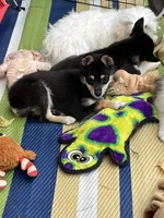 Spice Girl, a female Shiba Inu for sale in Maynard, MN – 5 of 6