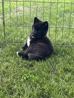 Onyx , a female American Eskimo and Shiba Inu for sale in Maynard, MN – 5 of 6