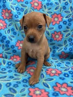 Daisey, a female Miniature Pinscher for sale in Maynard, MN – 2 of 6
