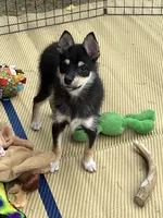 Spice Girl, a female Shiba Inu for sale in Maynard, MN – 4 of 6