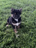 Jasmine, a female Shiba Inu for sale in Maynard, MN – 1 of 5