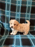 Teddy Bear, a male Shihpoo for sale in Maynard, MN – 3 of 3