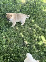 Cuddles, a female Shiba Inu for sale in Maynard, MN – 2 of 7