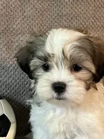 Buddy, a male Maltese and Shih Tzu for sale in Maynard, MN – 6 of 9