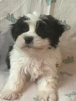 Kaden, a male Maltese and Shih Tzu for sale in Maynard, MN – 2 of 8