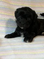 Jasmine, a female Shihpoo for sale in Maynard, MN – 5 of 7