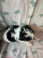 Kaden, a male Maltese and Shih Tzu for sale in Maynard, MN – 6 of 8
