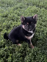 Jasmine, a female Shiba Inu for sale in Maynard, MN – 5 of 5