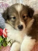 Chazzy, a female Shetland Sheepdog for sale in Maynard, MN – 2 of 6