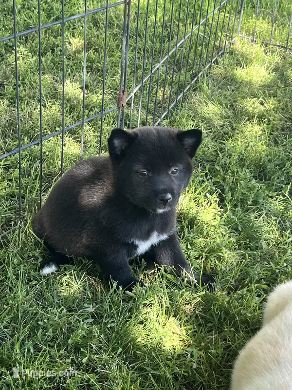 Coal – Shiba Inu puppy for sale in Maynard, MN