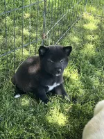 Coal, a male Shiba Inu for sale in Maynard, MN – 1 of 7
