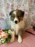 Rosia , a female Shetland Sheepdog for sale in Maynard, MN – 8 of 9