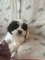 Kaden, a male Maltese and Shih Tzu for sale in Maynard, MN – 7 of 8