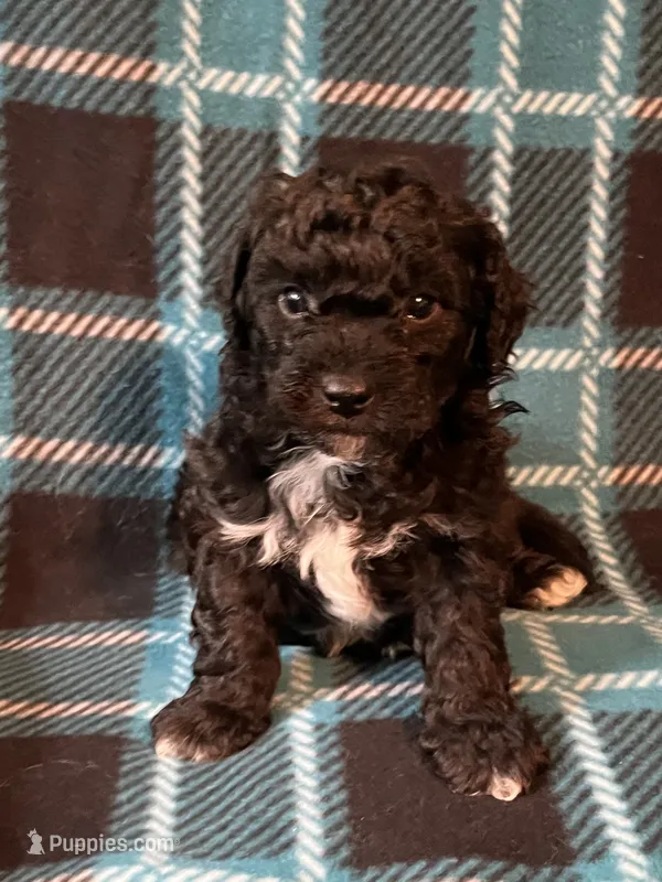Sammy – Shihpoo puppy for sale in Maynard, MN