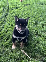 Heart, a male Shiba Inu for sale in Maynard, MN – 3 of 7