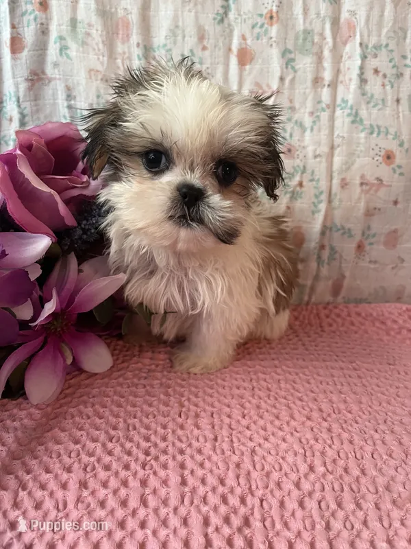 Aspen – Maltese, Mal Shi puppy for sale in Maynard, MN