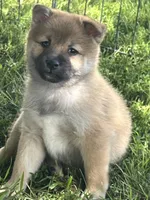 Cuddles, a female Shiba Inu for sale in Maynard, MN – 4 of 7
