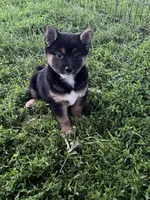 Jasmine, a female Shiba Inu for sale in Maynard, MN – 3 of 5
