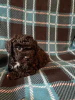 Sammy, a male Shihpoo for sale in Maynard, MN – 2 of 5