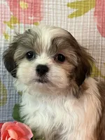 Snuggles, a female Maltese and Shih Tzu for sale in Maynard, MN – 5 of 7