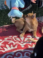 Shako, a male Shiba Inu for sale in Maynard, MN – 2 of 9